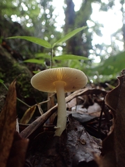Amanita xylinivolva