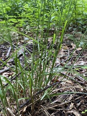 Carex argyrantha