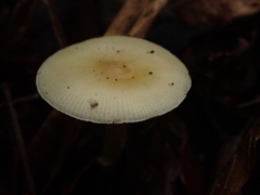Amanita xylinivolva