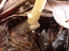 Amanita xylinivolva