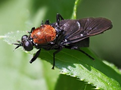 Clitellaria ephippium