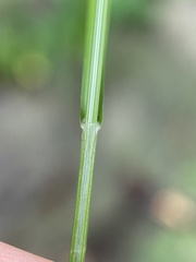 Carex argyrantha