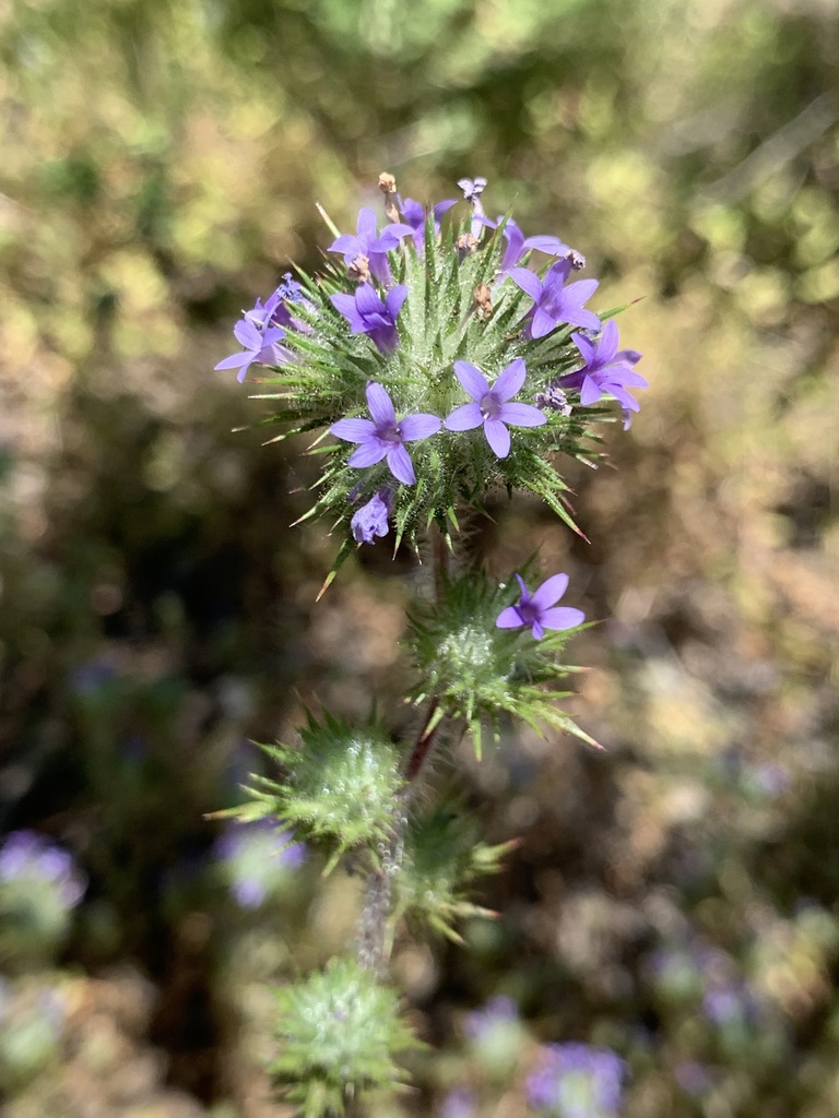 Skunkweed