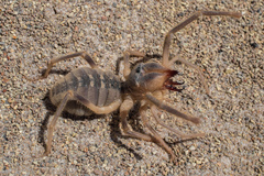 Galeodes araneoides