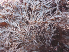 Microcladia borealis