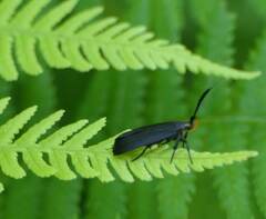 Dichomeris nonstrigella