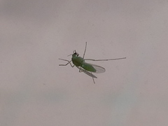 Chironomidae