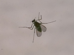 Chironomidae