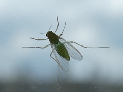 Chironomidae