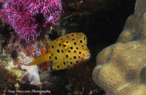 Yellow Boxfish — seen at this dive site
