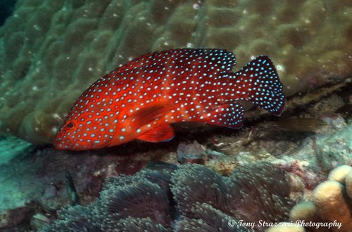 Coral Grouper — seen at this dive site