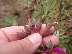 Cistus chinamadensis subsp. ombriosus image