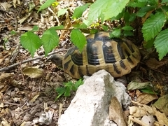 Testudo hermanni