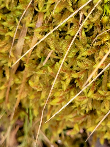 porastník Schreberov (Pleurozium schreberi)