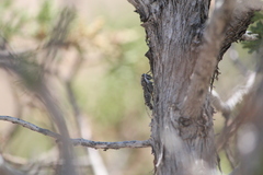 Pacarina shoemakeri