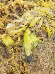 Halosaccion glandiforme