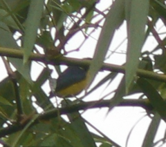 Euphonia violacea