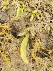 Halosaccion glandiforme