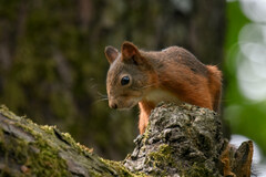 Sciurus vulgaris