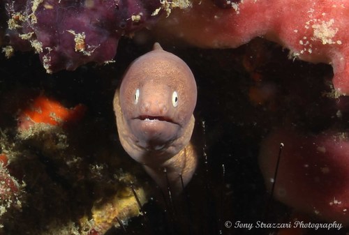 White-eyed Moray — seen at this dive site