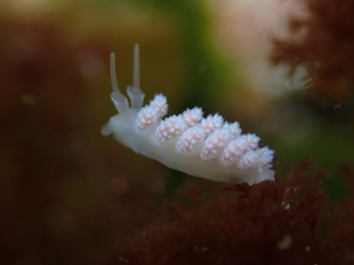 Doto fragilis