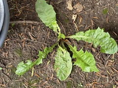 Taraxacum