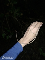 Oxybelis rutherfordi