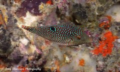 Canthigaster petersii
