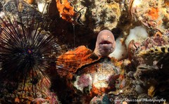 Gymnothorax thyrsoideus