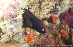 Gymnothorax thyrsoideus