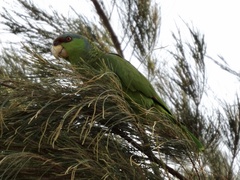 Amazona finschi