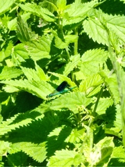 Calopteryx splendens