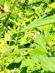 Calopteryx splendens