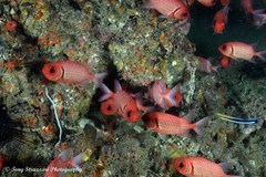 Myripristis hexagona