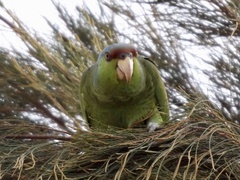 Amazona finschi