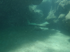 Mulloidichthys flavolineatus