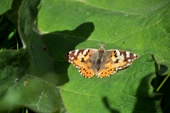 Vanessa cardui