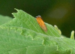 Pammene aurita