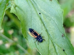 Harmonia axyridis