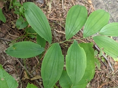Maianthemum racemosum