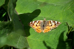 Vanessa cardui