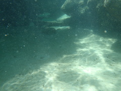 Mulloidichthys vanicolensis