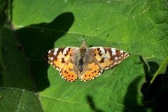 Vanessa cardui