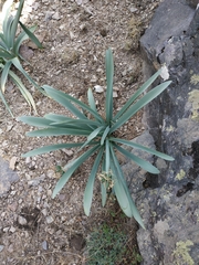 Pancratium illyricum