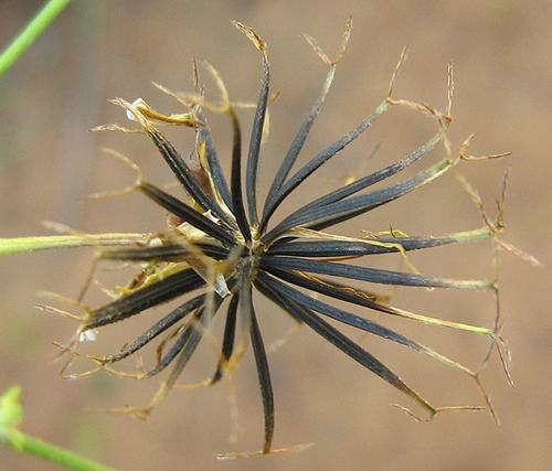 Bidens pilosa image