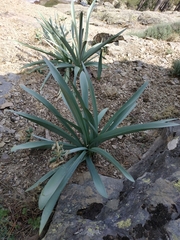 Pancratium illyricum