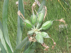 Pancratium illyricum