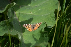 Vanessa cardui
