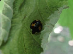 Harmonia axyridis