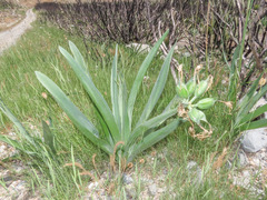 Pancratium illyricum